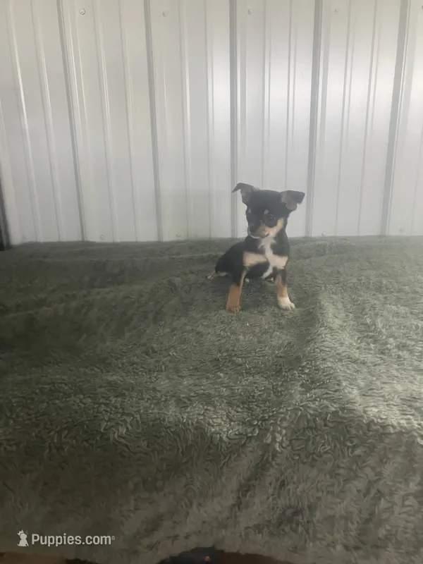 Akc Jake – Chihuahua puppy for sale in Decatur, IN