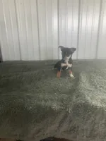 Akc Jake, a male Chihuahua for sale in Decatur, IN – 1 of 5