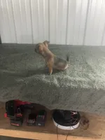 Akc Paul, a male Chihuahua for sale in Decatur, IN – 4 of 5