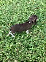Akc Rhonda, a female Miniature Dachshund for sale in Decatur, IN – 3 of 6