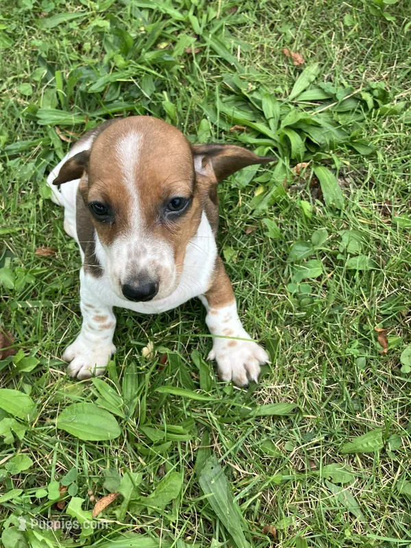 Akc Ray – Miniature Dachshund puppy for sale in Decatur, IN