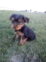 Belle, a female Yorkshire Terrier for sale in Decatur, IN – 6 of 6