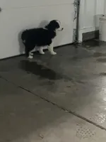 Ruben, a male Miniature Australian Shepherd for sale in Decatur, IN – Photo 2 of 3