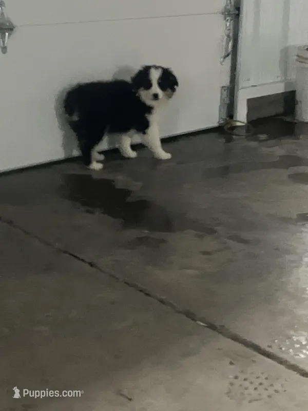 Ruben – Miniature Australian Shepherd puppy for sale in Decatur, IN