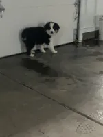 Ruben, a male Miniature Australian Shepherd for sale in Decatur, IN – Photo 1 of 3