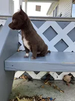 Tina, a female Chihuahua for sale in Decatur, IN – 5 of 6