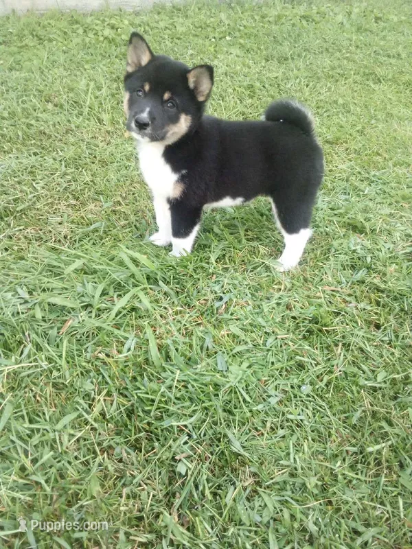 Jasper – Shiba Inu puppy for sale in Decatur, IN