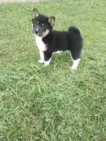 Jasper, a male Shiba Inu for sale in Decatur, IN – 1 of 2