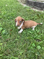 Akc Deloris, a male Miniature Dachshund for sale in Decatur, IN – 3 of 6