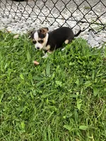 Akc Tiny , a female Chihuahua for sale in Decatur, IN – 6 of 6