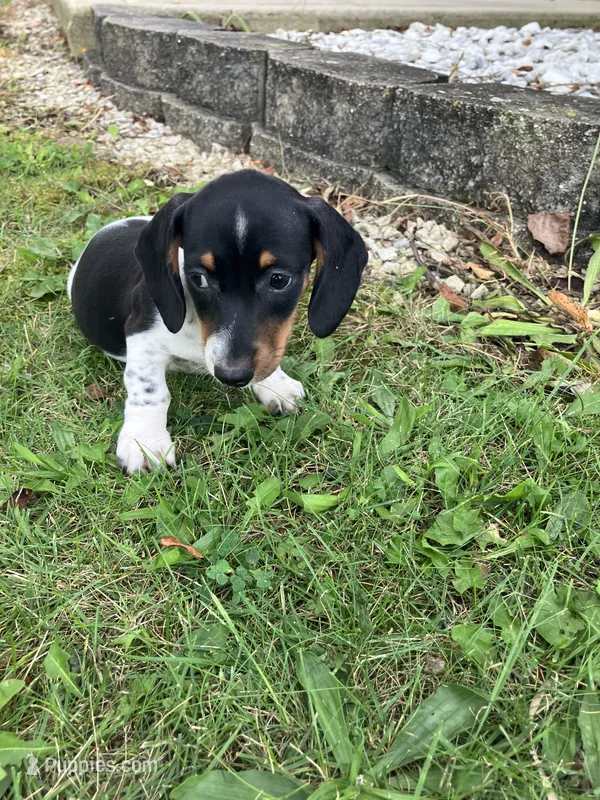 Akc Mina – Miniature Dachshund puppy for sale in Decatur, IN