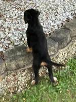 Akc Lory, a female Bernese Mountain Dog for sale in Decatur, IN – 4 of 6