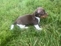 Akc Lisa, a female Miniature Dachshund for sale in Decatur, IN – 4 of 4