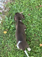 Akc Rhonda, a female Miniature Dachshund for sale in Decatur, IN – 4 of 6
