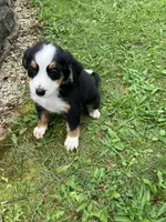 Akc Ranger, a male Bernese Mountain Dog for sale in Decatur, IN – 3 of 5