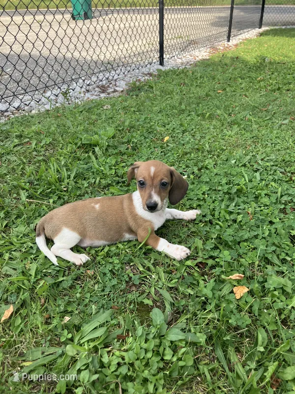 Akc Leo – Miniature Dachshund puppy for sale in Decatur, IN