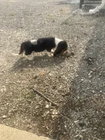 Liam, a male Basset Hound for sale in Decatur, IN – 4 of 4