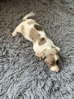 Akc Smoke, a male Miniature Dachshund for sale in Decatur, IN – 5 of 5