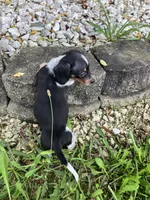 Akc Jack, a male Miniature Dachshund for sale in Decatur, IN – 2 of 5