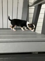 Akc Tiny , a female Chihuahua for sale in Decatur, IN – 2 of 6