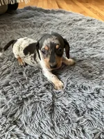 Akc Rose, a female Miniature Dachshund for sale in Decatur, IN – 2 of 6