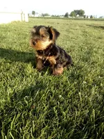 Rover, a female Yorkshire Terrier for sale in Decatur, IN – 3 of 5