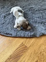 Akc Smoke, a male Miniature Dachshund for sale in Decatur, IN – 3 of 5