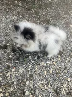 Akc Fluff Ball, a male Pomeranian for sale in Decatur, IN – 4 of 7