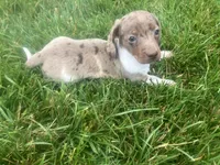 Akc Darlene, a female Miniature Dachshund for sale in Decatur, IN – 5 of 6