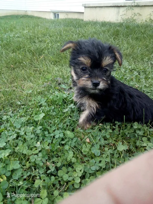 Rachel – Yorkshire Terrier puppy for sale in Decatur, IN