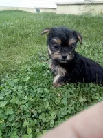 Rachel, a female Yorkshire Terrier for sale in Decatur, IN – 1 of 6