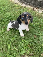 Akc Becca, a female Miniature Dachshund for sale in Decatur, IN – 5 of 5
