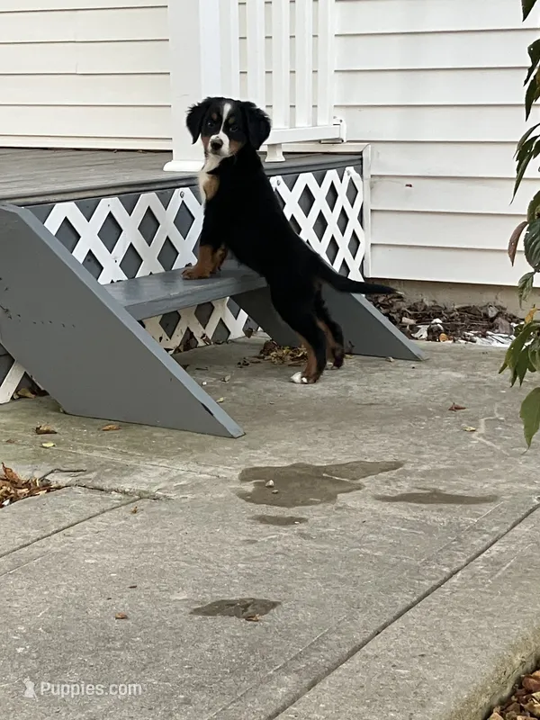 Akc Lory – Bernese Mountain Dog puppy for sale in Decatur, IN