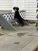 Akc Lory, a female Bernese Mountain Dog for sale in Decatur, IN – 1 of 6