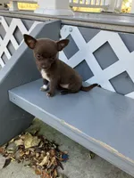 Tina, a female Chihuahua for sale in Decatur, IN – 3 of 6