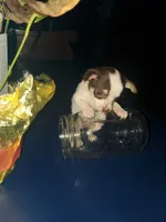 Mary, a female Chihuahua for sale in Decatur, IN – 4 of 4