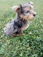 Rufas, a male Yorkshire Terrier for sale in Decatur, IN – 3 of 5
