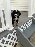 Akc Lory, a female Bernese Mountain Dog for sale in Decatur, IN – 2 of 6