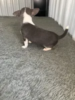 Akc Tonner, a male Chihuahua for sale in Decatur, IN – Photo 3 of 5