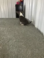 Akc Tonner, a male Chihuahua for sale in Decatur, IN – Photo 2 of 5