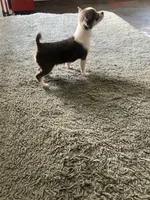 Akc Tonner, a male Chihuahua for sale in Decatur, IN – Photo 5 of 5