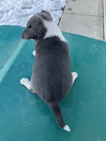 Akc Tonner, a male Chihuahua for sale in Decatur, IN – Photo 4 of 4