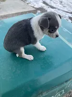 Akc Tonner, a male Chihuahua for sale in Decatur, IN – Photo 3 of 4