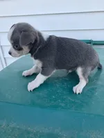 Akc Tonner, a male Chihuahua for sale in Decatur, IN – Photo 2 of 4