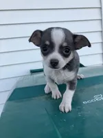 Akc Tonner, a male Chihuahua for sale in Decatur, IN – Photo 1 of 4