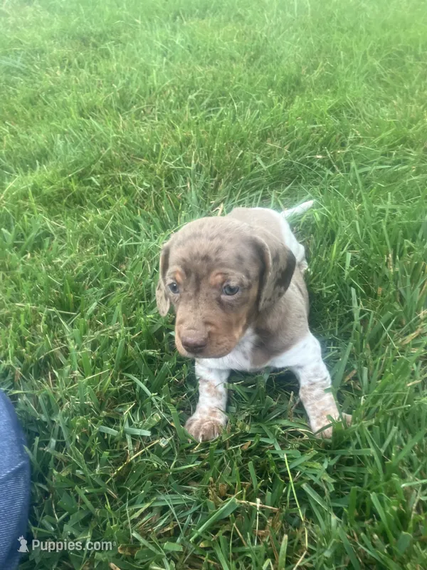 Akc Jill – Miniature Dachshund puppy for sale in Decatur, IN