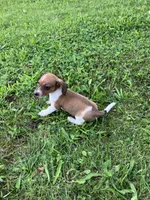 Akc Leo, a male Miniature Dachshund for sale in Decatur, IN – 5 of 6