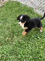 Akc Lory, a female Bernese Mountain Dog for sale in Decatur, IN – 6 of 6
