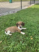 Akc Sparky, a male Miniature Dachshund for sale in Decatur, IN – 4 of 4