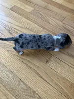 Akc Robin, a female Miniature Dachshund for sale in Decatur, IN – Photo 2 of 5